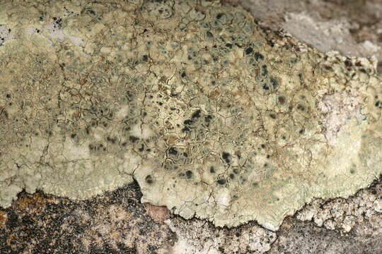 Lecanora sulphurea (Hoffm.) Ach. resmi