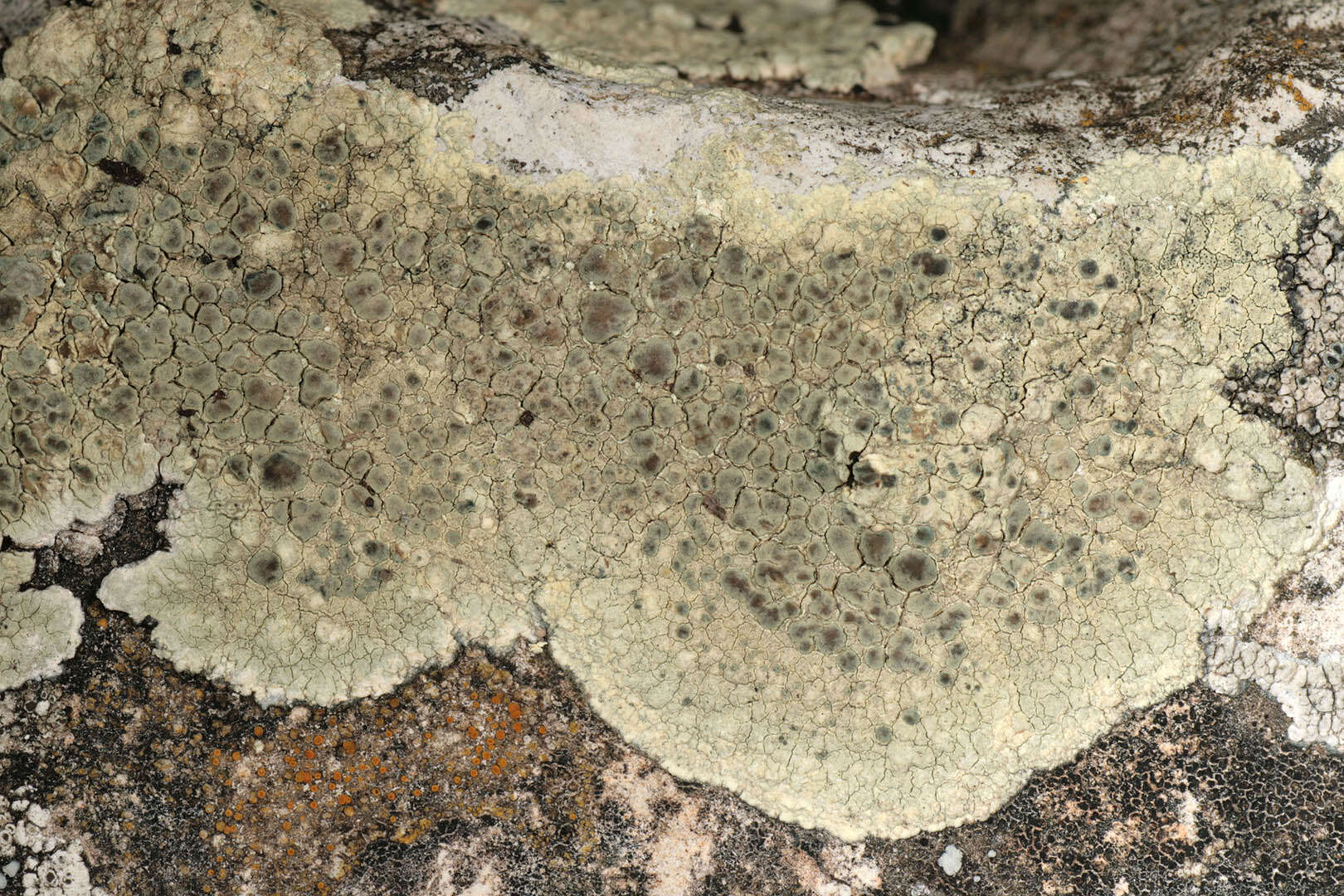 Imagem de Lecanora sulphurea (Hoffm.) Ach.