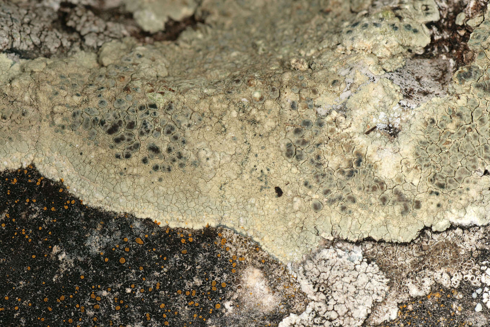 Sivun Lecanora sulphurea (Hoffm.) Ach. kuva