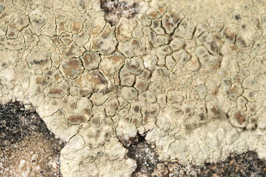 Lecanora sulphurea (Hoffm.) Ach. resmi