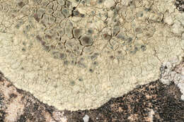 Imagem de Lecanora sulphurea (Hoffm.) Ach.