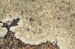 Image of Lecanora sulphurea (Hoffm.) Ach.