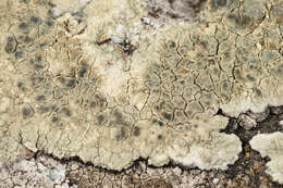 Sivun Lecanora sulphurea (Hoffm.) Ach. kuva