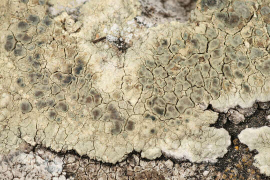 Lecanora sulphurea (Hoffm.) Ach. resmi