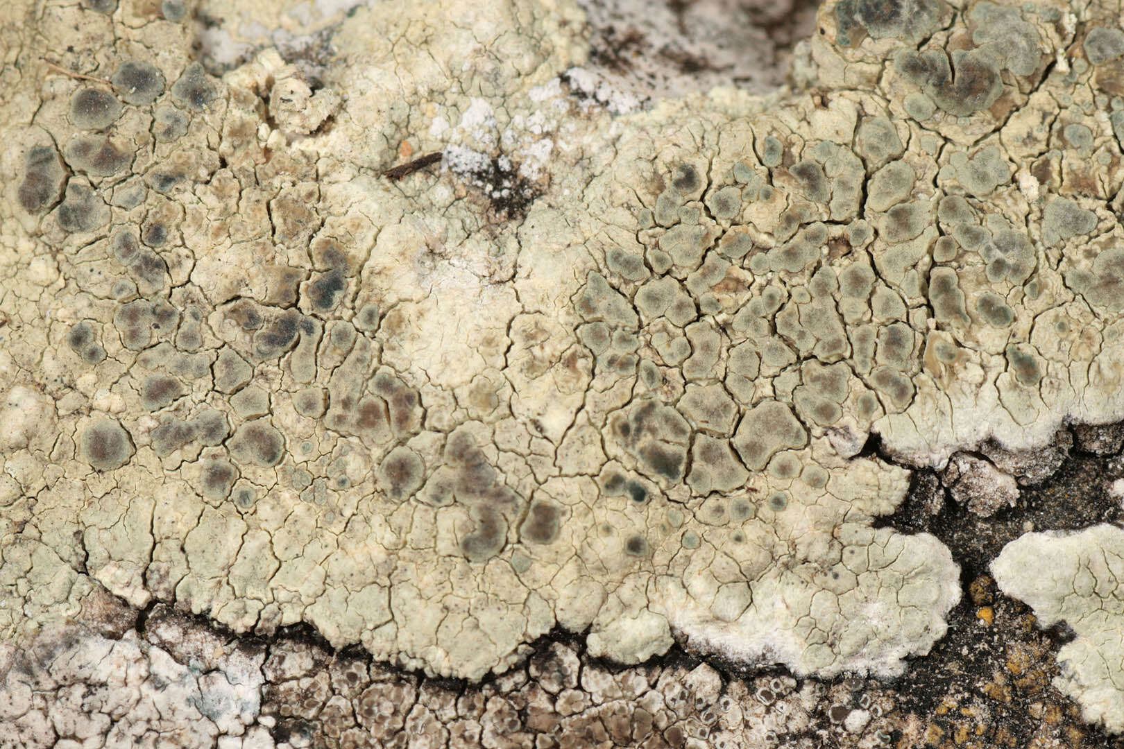 Imagem de Lecanora sulphurea (Hoffm.) Ach.