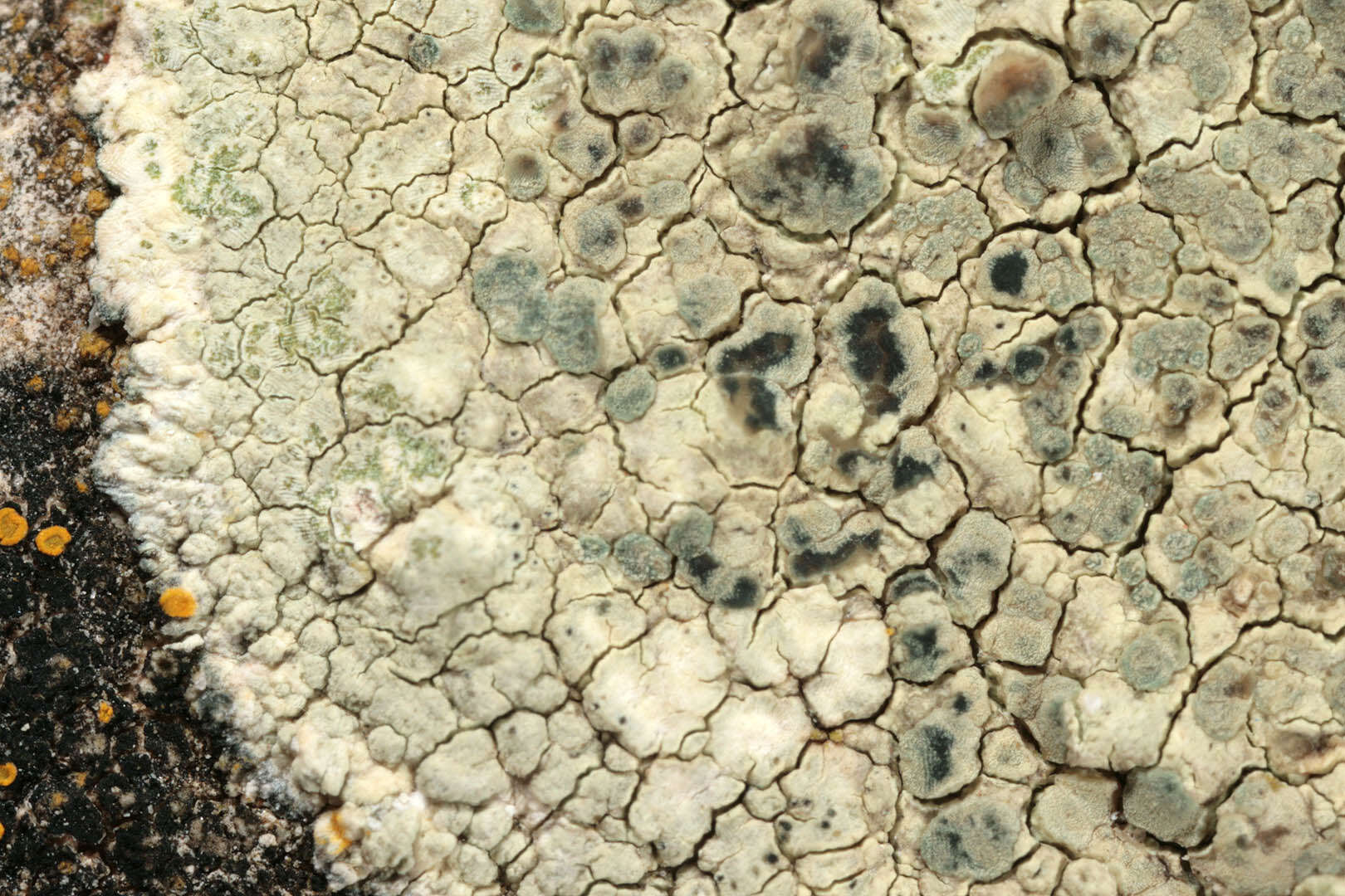 Imagem de Lecanora sulphurea (Hoffm.) Ach.