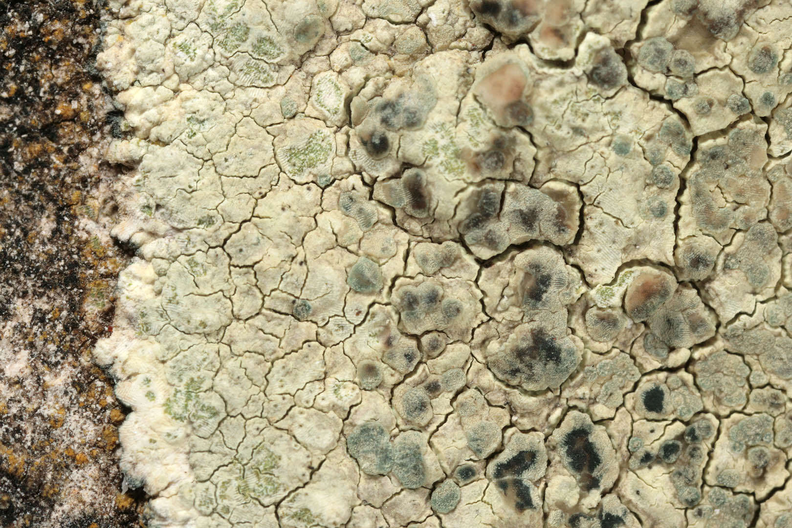 Image of Lecanora sulphurea (Hoffm.) Ach.