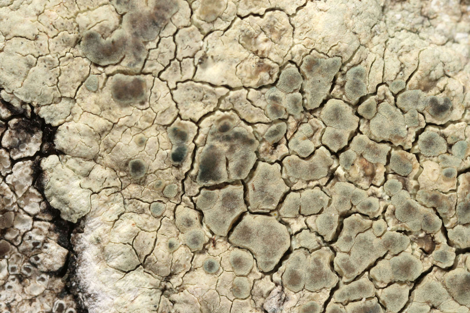 Imagem de Lecanora sulphurea (Hoffm.) Ach.