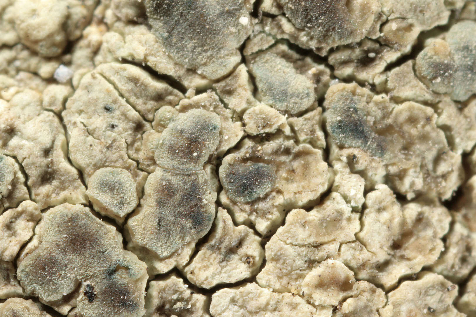 Image of Lecanora sulphurea (Hoffm.) Ach.