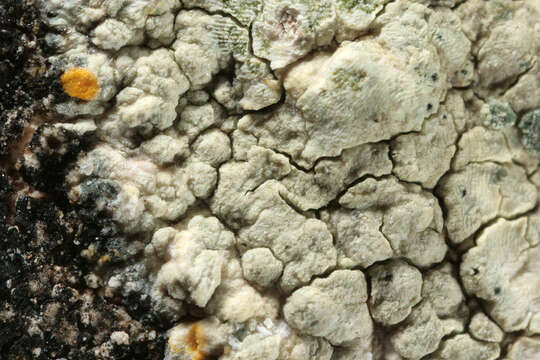 Lecanora sulphurea (Hoffm.) Ach. resmi