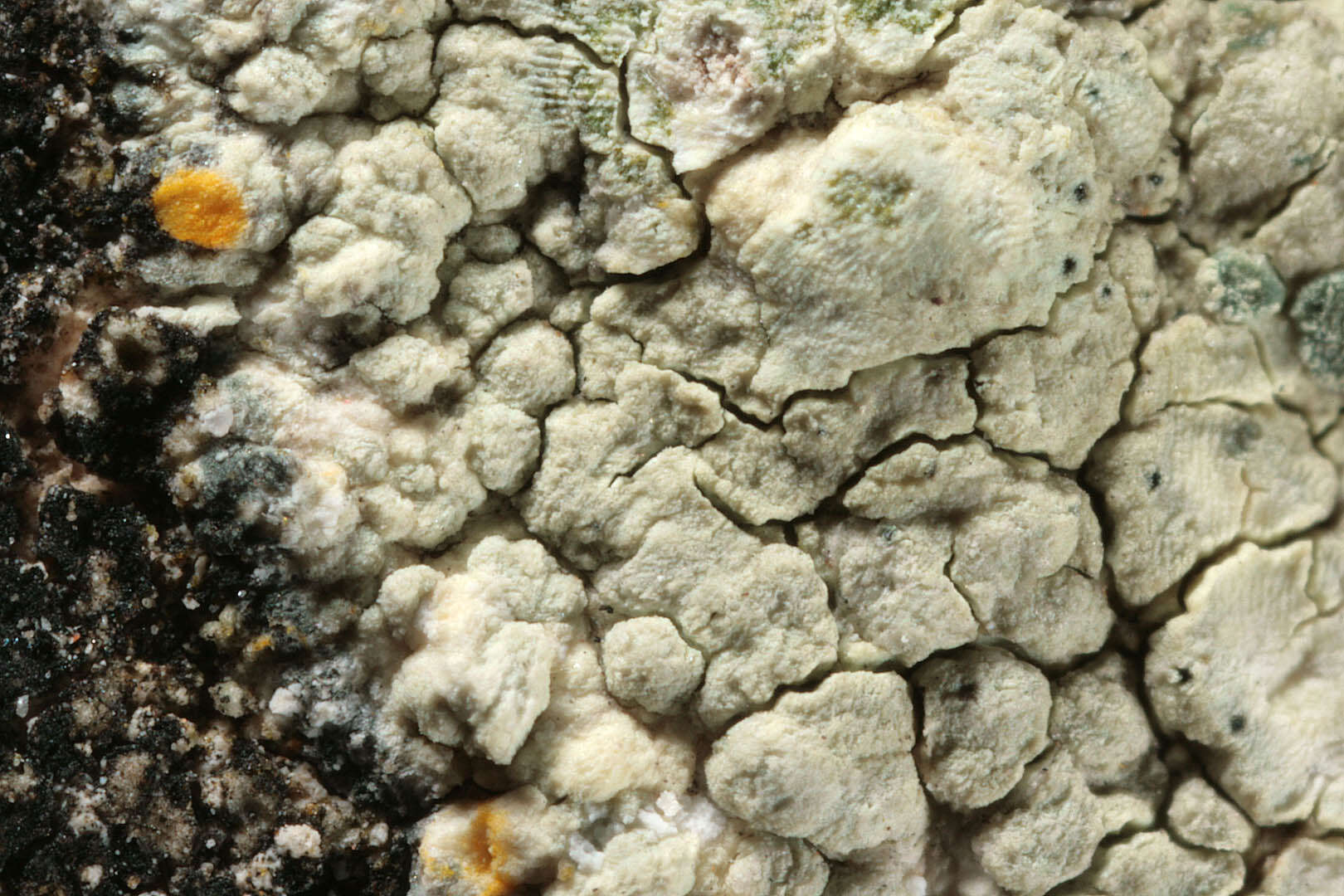 Image of Lecanora sulphurea (Hoffm.) Ach.