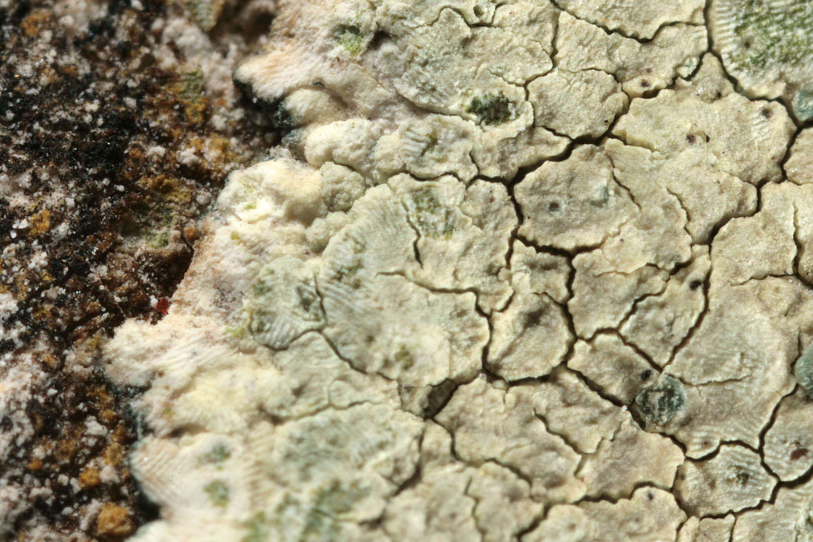 Image of Lecanora sulphurea (Hoffm.) Ach.