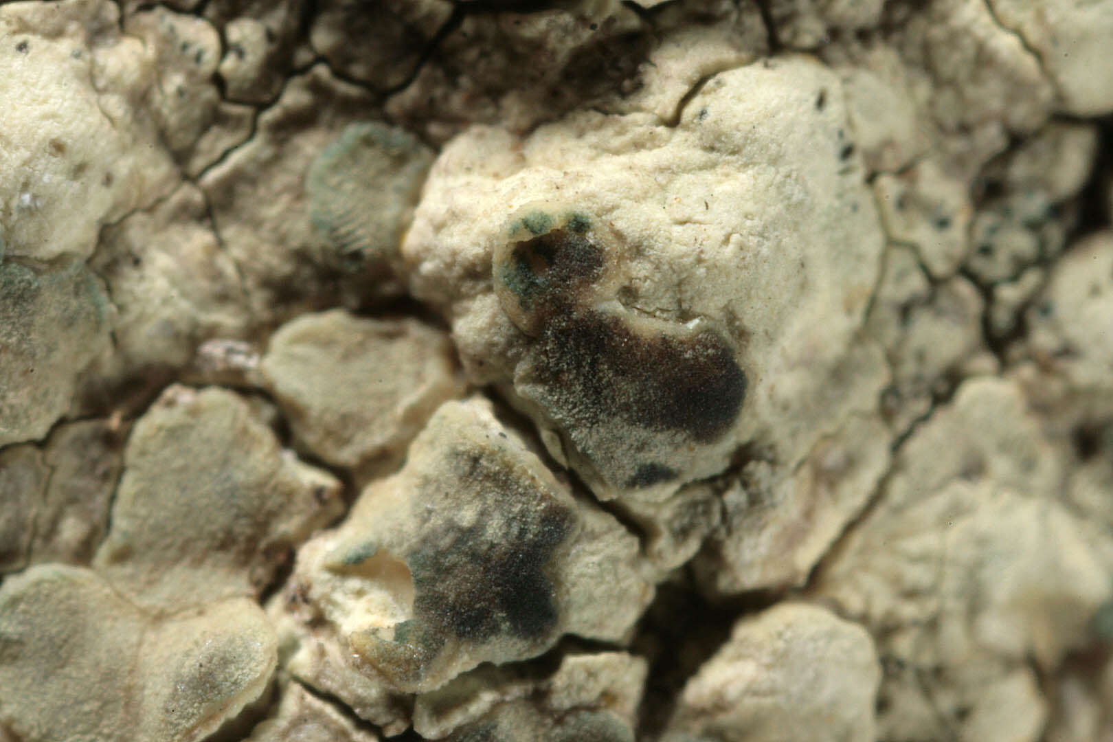 Image of Lecanora sulphurea (Hoffm.) Ach.