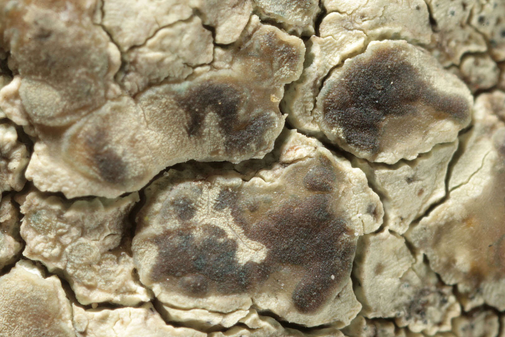 Lecanora sulphurea (Hoffm.) Ach. resmi