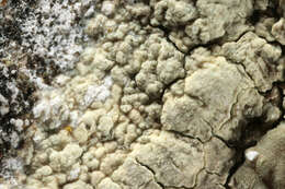 Lecanora sulphurea (Hoffm.) Ach. resmi