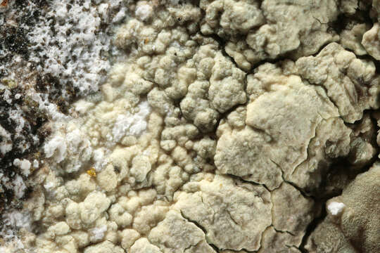 Lecanora sulphurea (Hoffm.) Ach. resmi