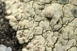 Lecanora sulphurea (Hoffm.) Ach. resmi