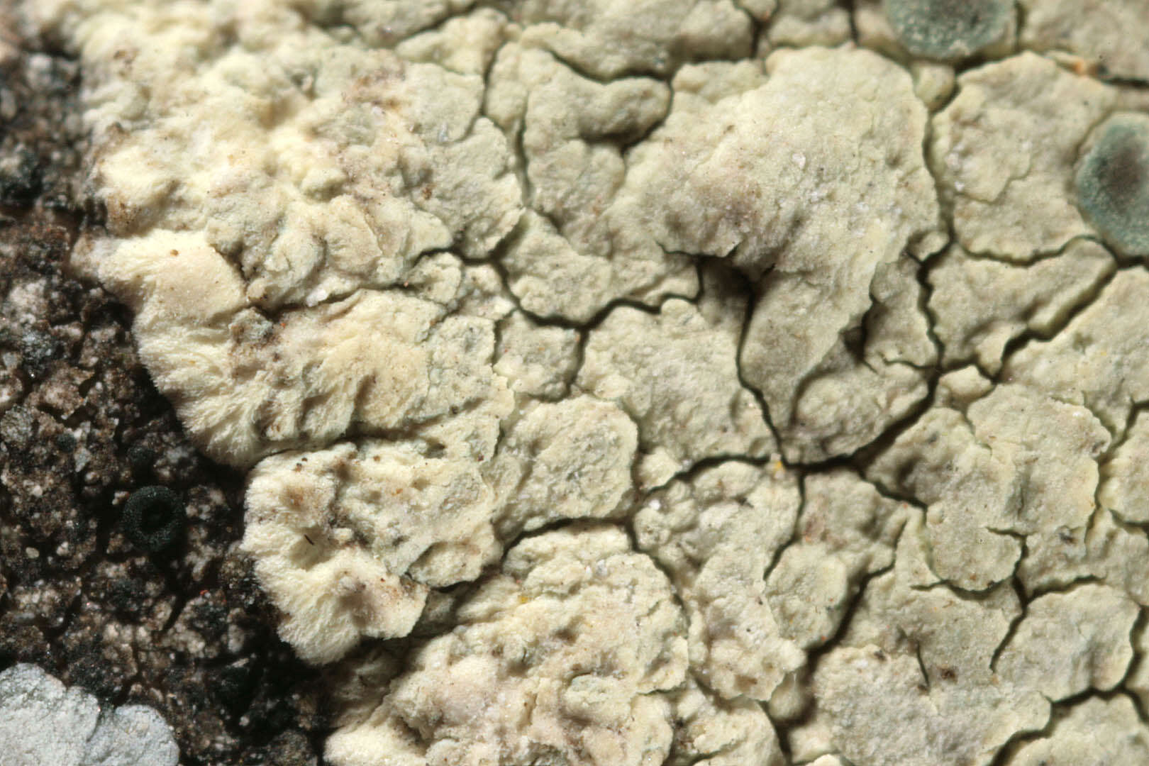 Lecanora sulphurea (Hoffm.) Ach. resmi