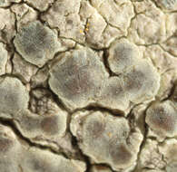 Image of Lecanora sulphurea (Hoffm.) Ach.