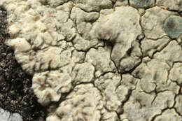 Lecanora sulphurea (Hoffm.) Ach. resmi