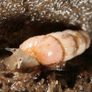Image of Looping snail