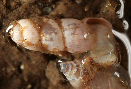 Image of Looping snail