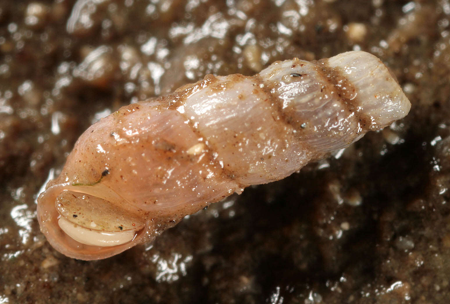 Image of Looping snail