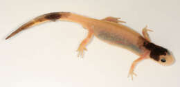 Image of Smooth Newt