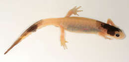 Image of Smooth Newt