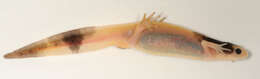 Image of Smooth Newt