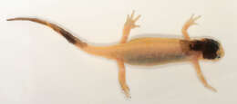 Image of Smooth Newt