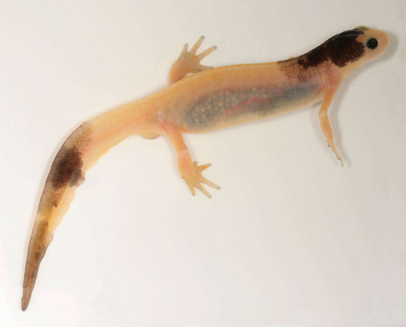 Image of Smooth Newt