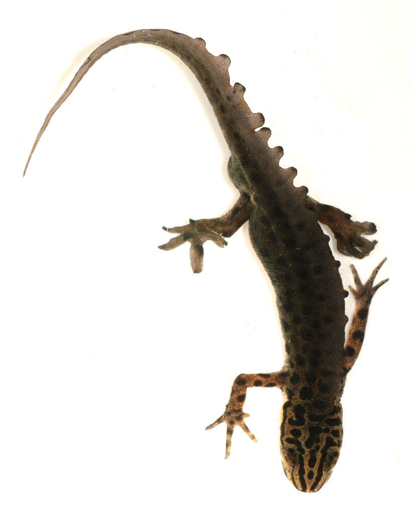 Image of Smooth Newt