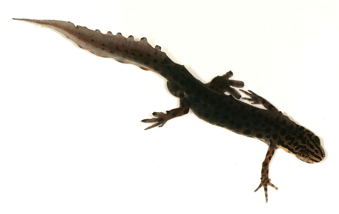 Image of Smooth Newt