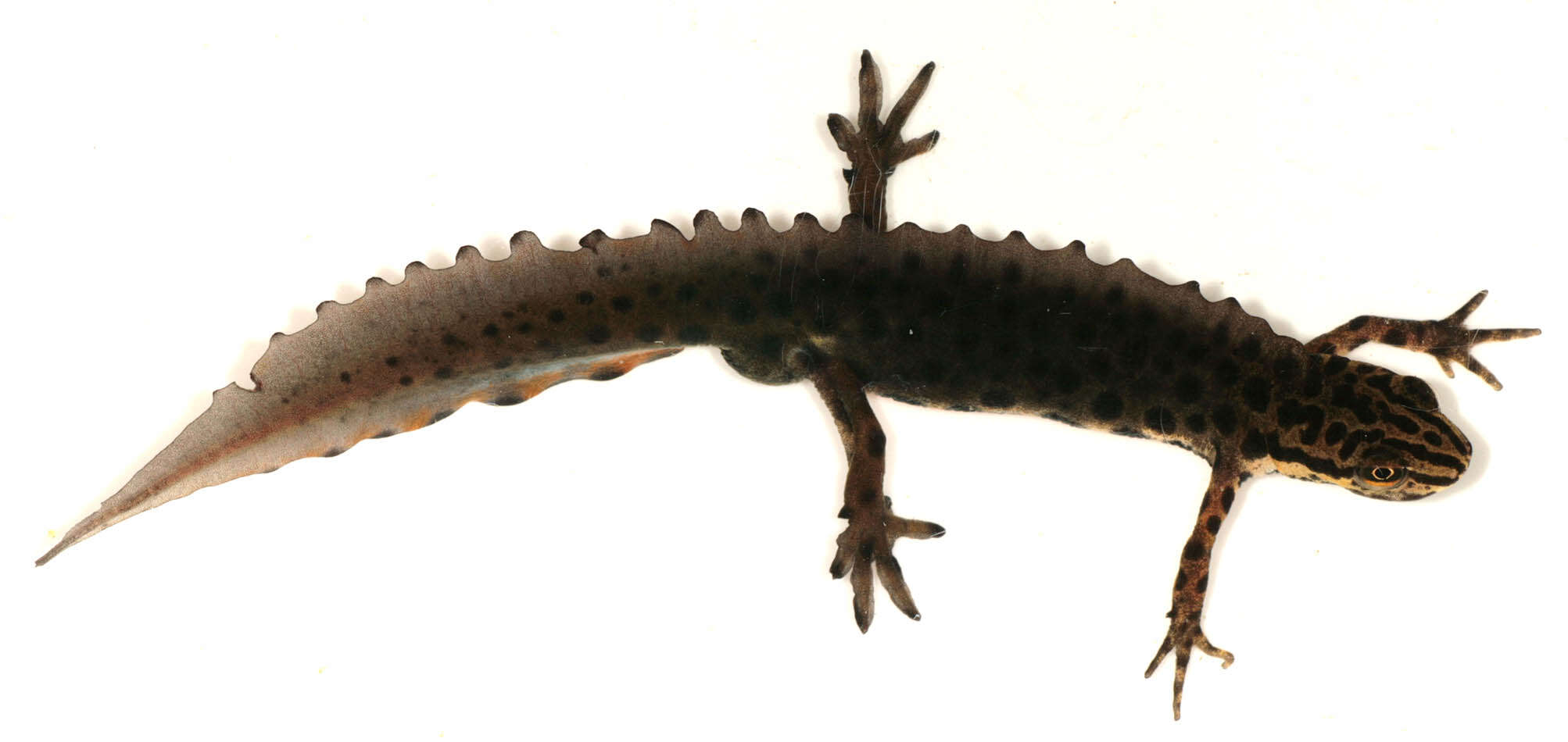 Image of Smooth Newt