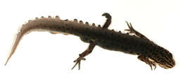 Image of Smooth Newt