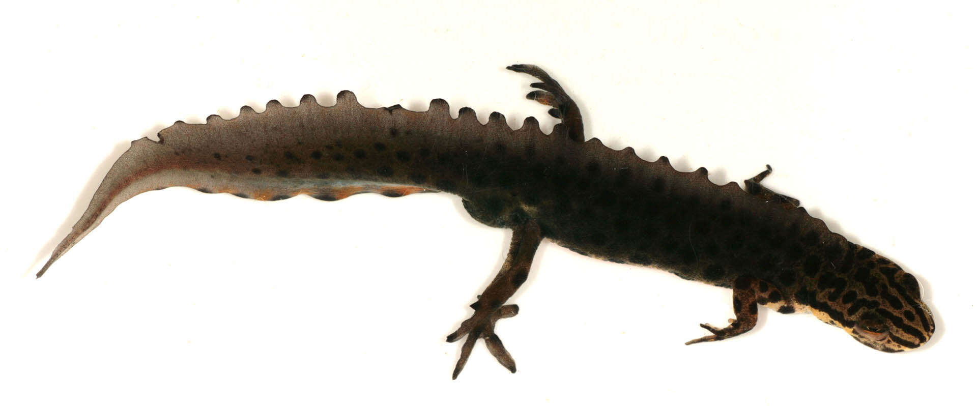 Image of Smooth Newt