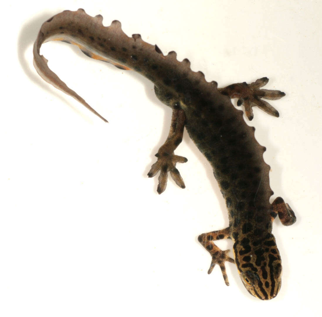 Image of Smooth Newt