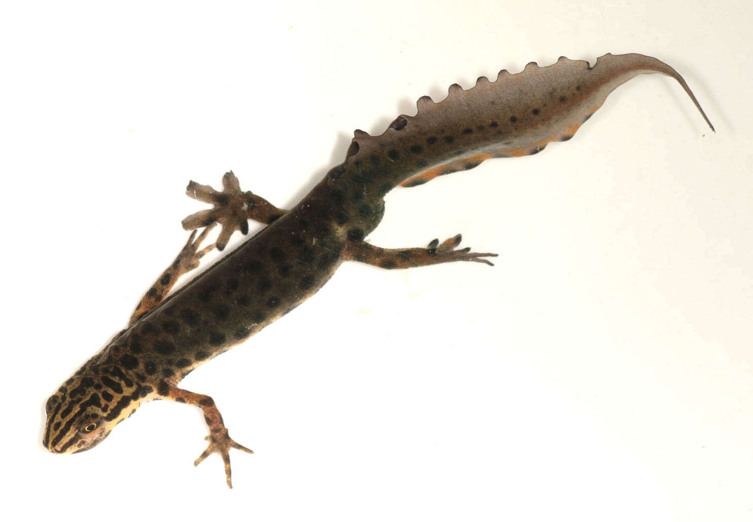 Image of Smooth Newt