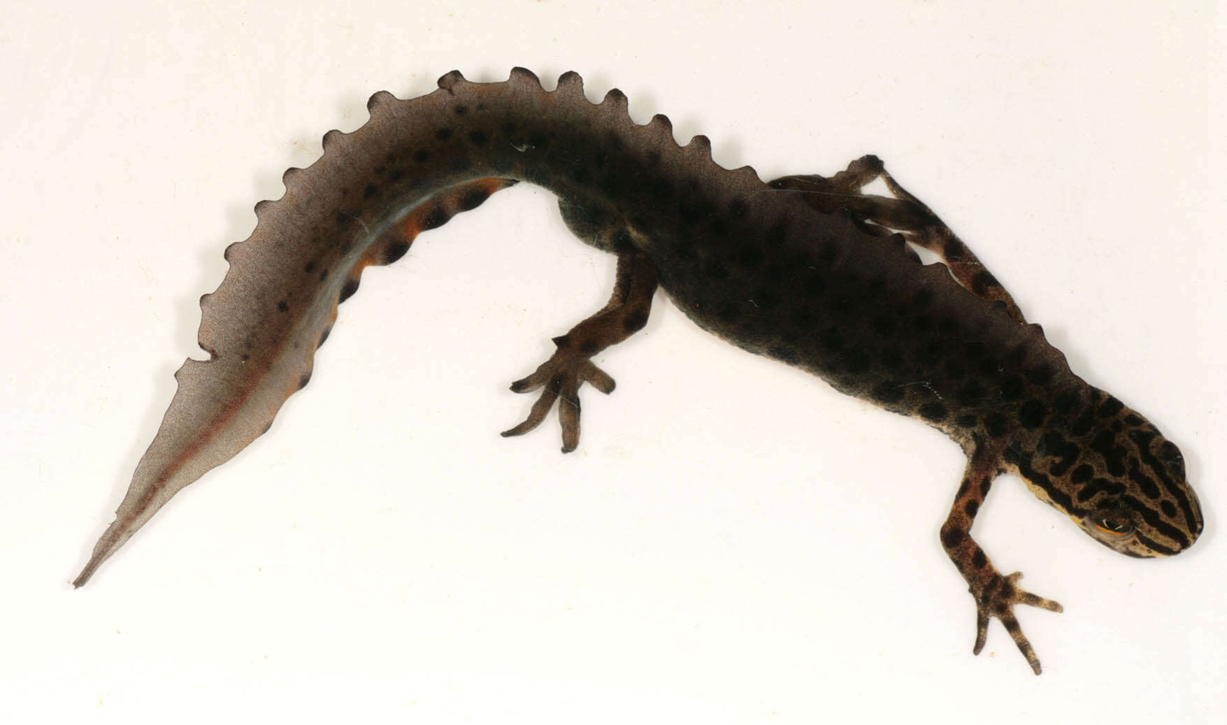 Image of Smooth Newt