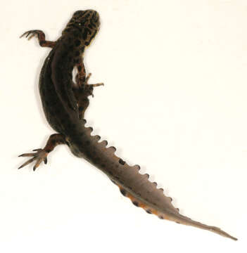 Image of Smooth Newt