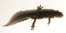 Image of Smooth Newt