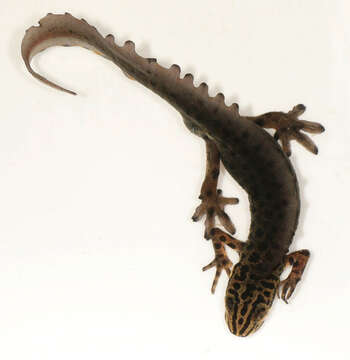 Image of Smooth Newt