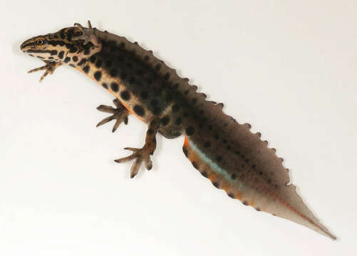 Image of Smooth Newt