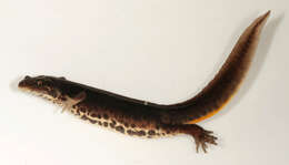 Image of Smooth Newt