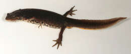 Image of Smooth Newt