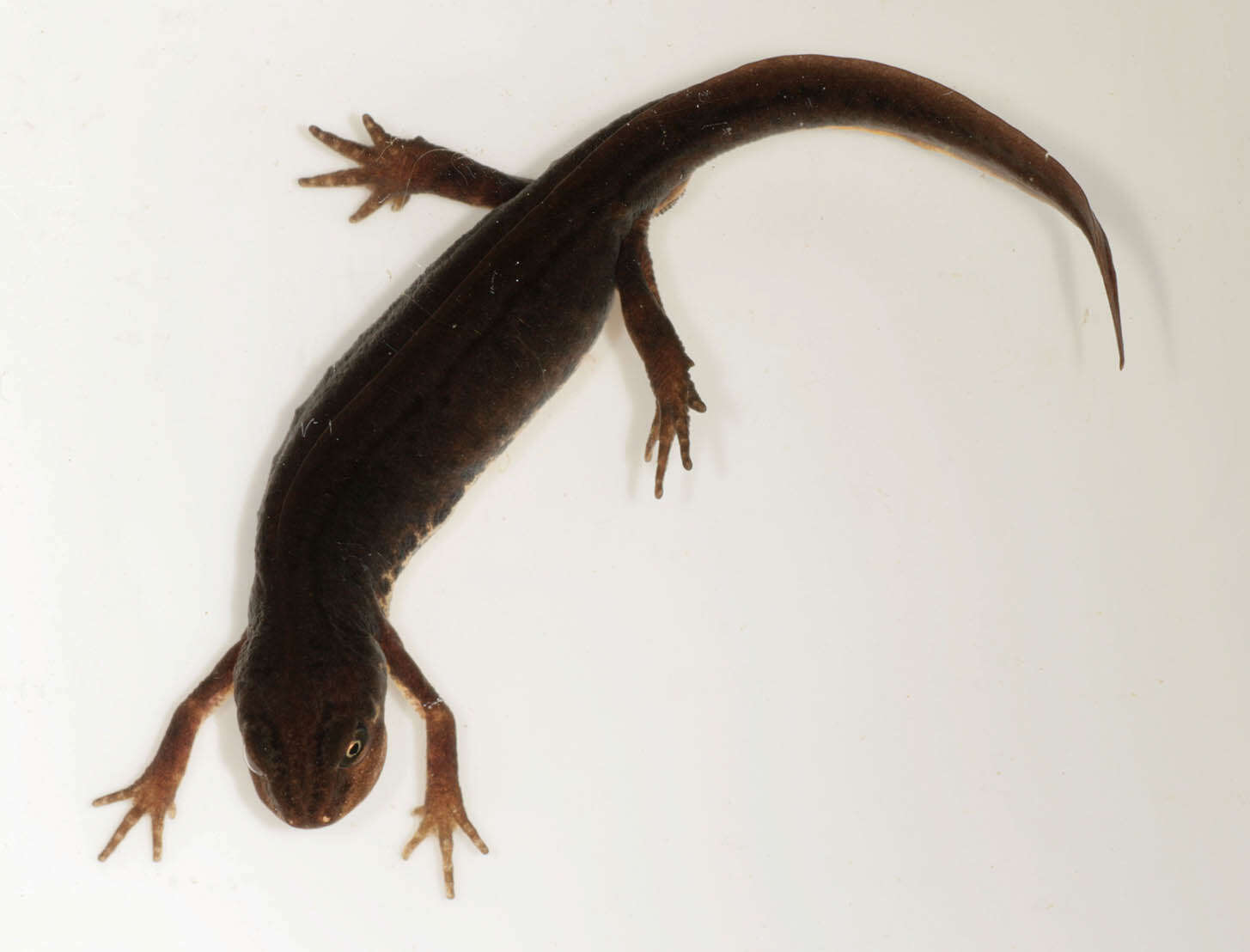 Image of Smooth Newt