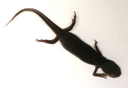 Image of Smooth Newt