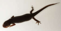 Image of Smooth Newt