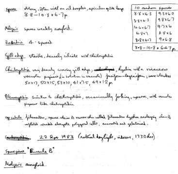 Image of Mycena haematopus (Pers.) P. Kumm. 1871